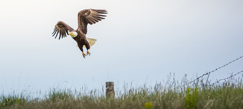 Vast-Creative_Hospitality-Branding-Agency_The-Summit-at-Brush-Creek-Ranch_Agenda-Off-Canvas_Wildlife-Ecology-Hike A bald eagle flying through Wyoming’s wild landscape